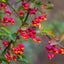 Euonymus europaeus hedging