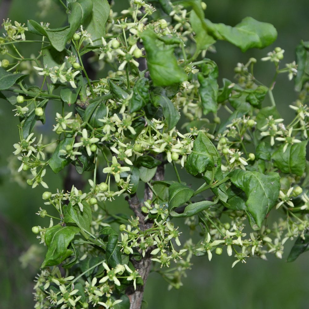 Euonymus europaeus flowers