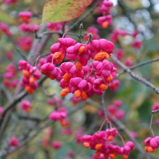 Euonymus Europaeus 'Red Cascade'