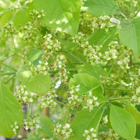 Euonymus hamiltonianus 'Koi Boy'