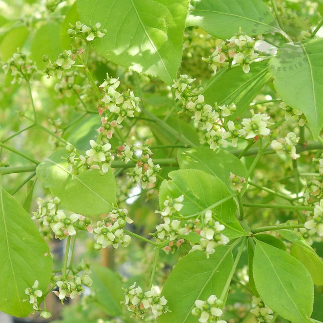 Euonymus hamiltonianus 'Koi Boy'