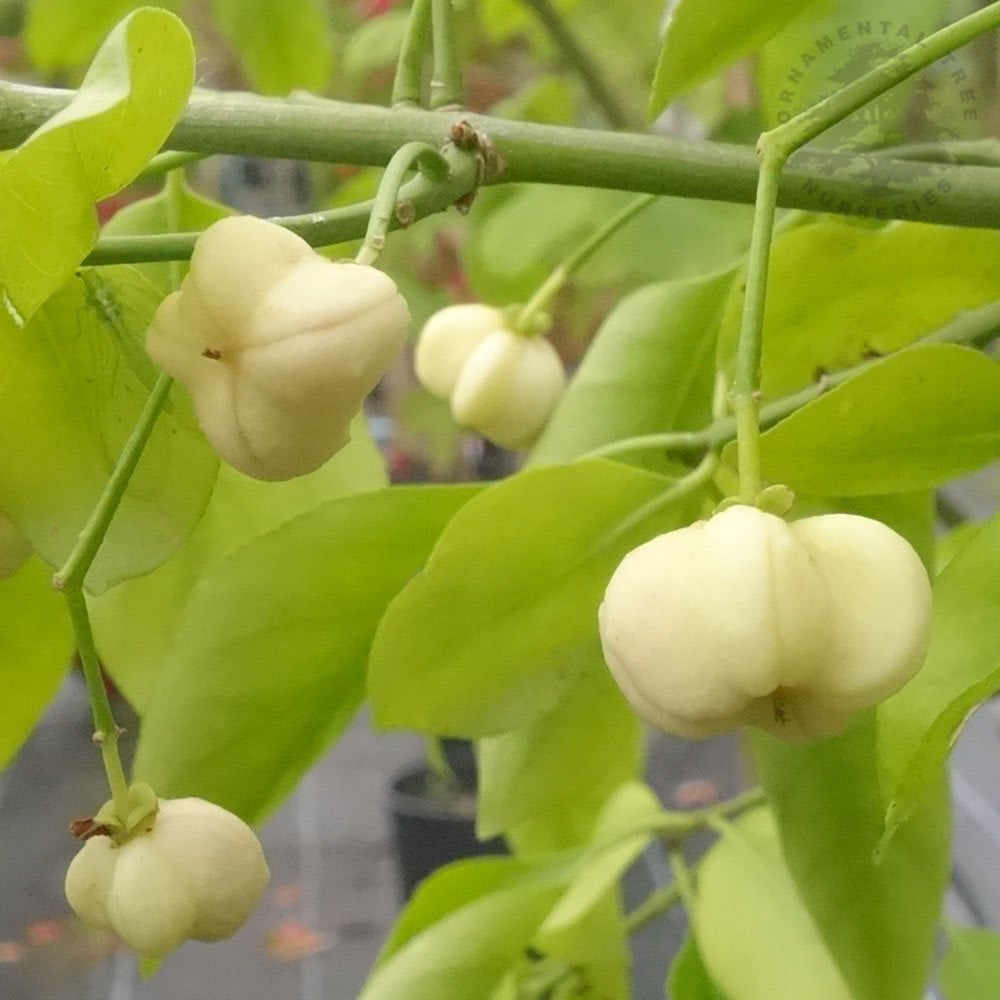 Euonymus hamiltonianus 'Koi Boy'