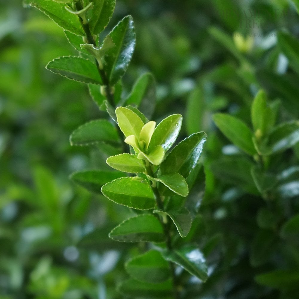 Euonymus 'Jean Hughes' spindle leaves