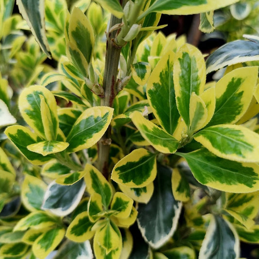 Euonymus japonica 'Bravo' Shrub