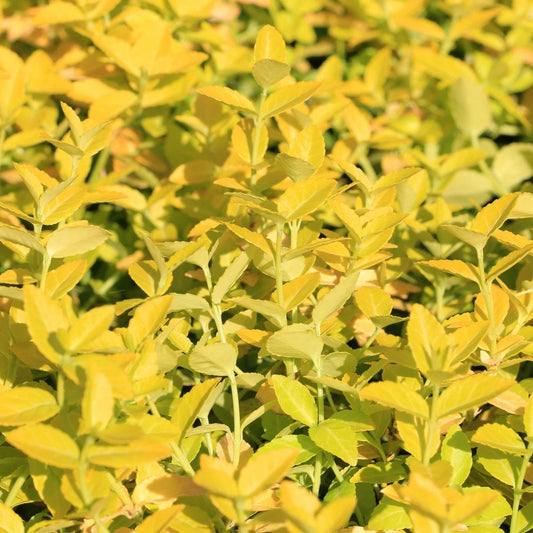 Euonymus japonica 'El-Dorado' Shrub