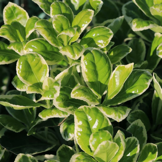 Euonymus japonica 'Kathy' bush