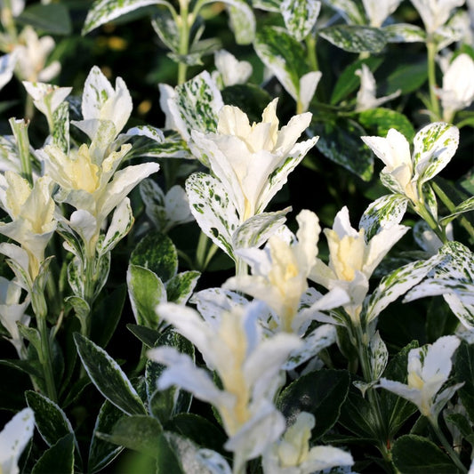 Euonymus japonica Pierrolino Shrub