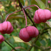 Euonymus 'Miss Pinkie' Spindle tree