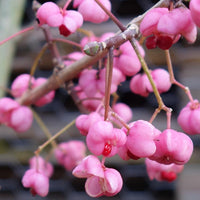 Euonymus hamiltonianus 'Miss Pinkie'