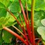 Everbarber Potstar Rhubarb