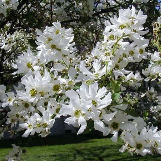 Exochorda serratifolia 'Snow White'