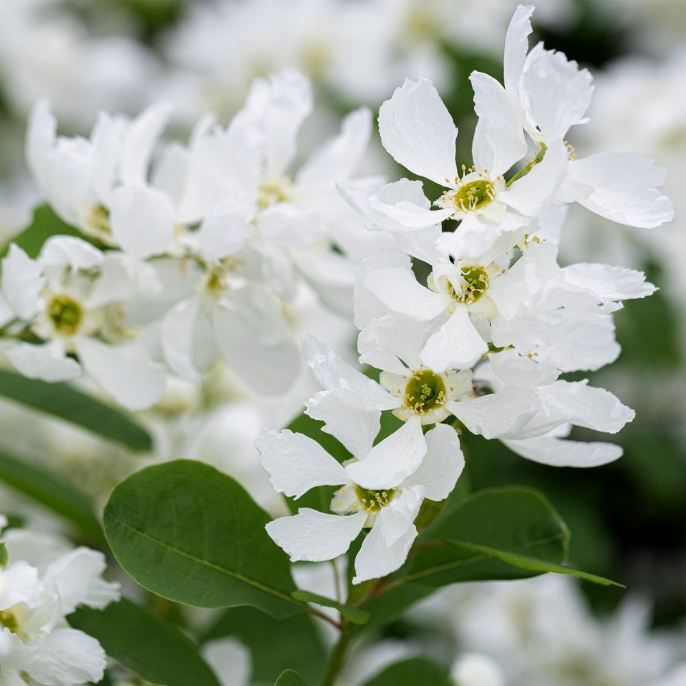 Exochorda x Snow Day® Blizzard tree