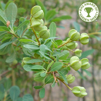 Exochorda x macrantha 'The Bride' seed pods