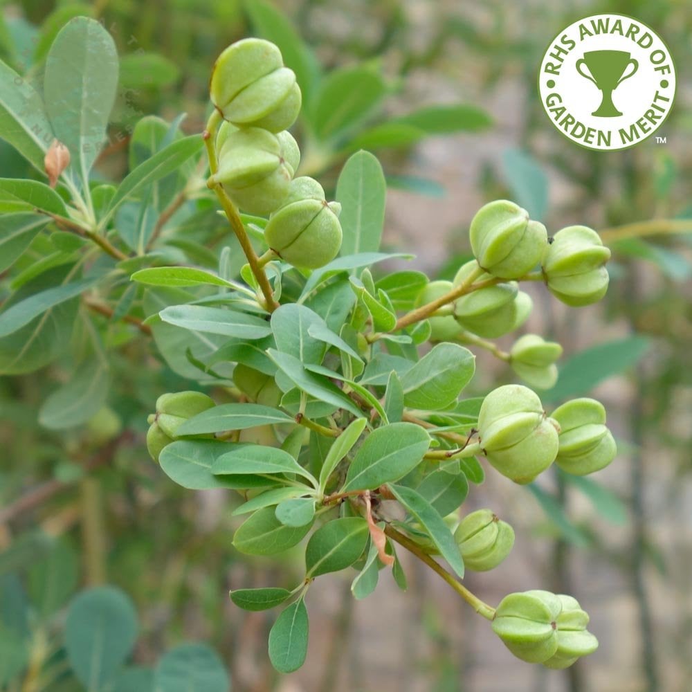 Exochorda x macrantha 'The Bride' seed pods