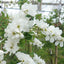 Exochorda x macrantha 'The Bride'