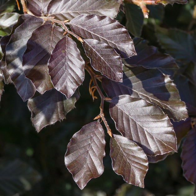 Fagus sylvatica 'Purpurea' Beech