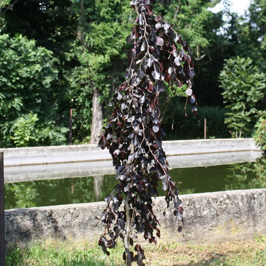 Fagus sylvatica 'Black Swan' Beech