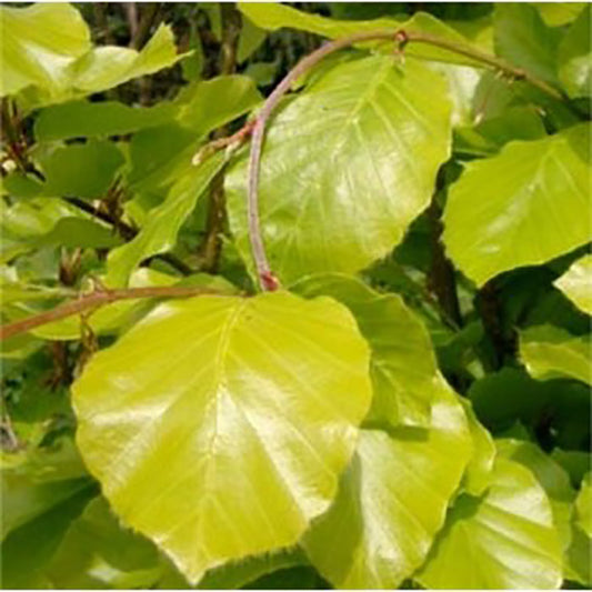 Fagus sylvatica 'Dawyck Gold' Beech