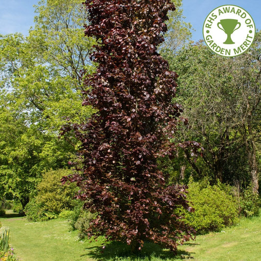 Fagus sylvatica 'Dawyck Purple' Beech tree