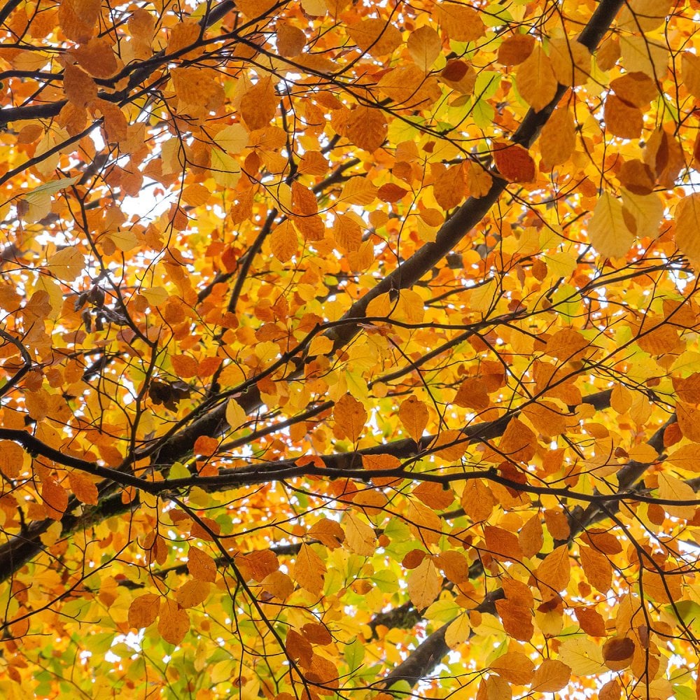 Fagus sylvatica Beech autumn colour