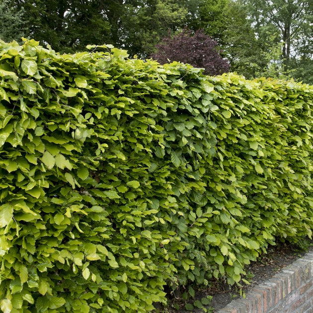 Beech hedging