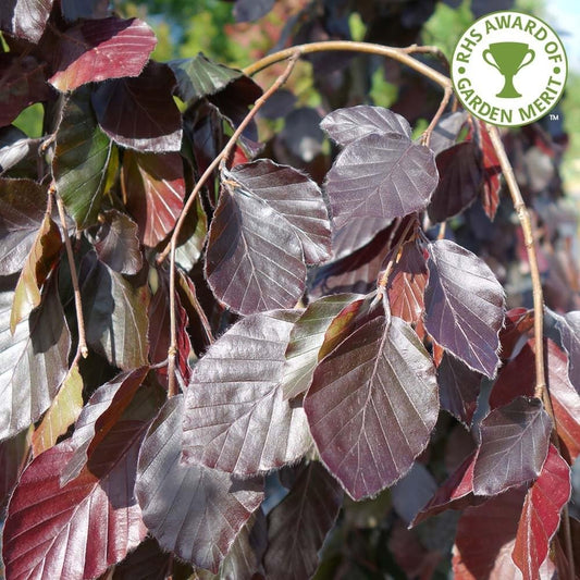 Fagus sylvatica 'Purple Fountain'