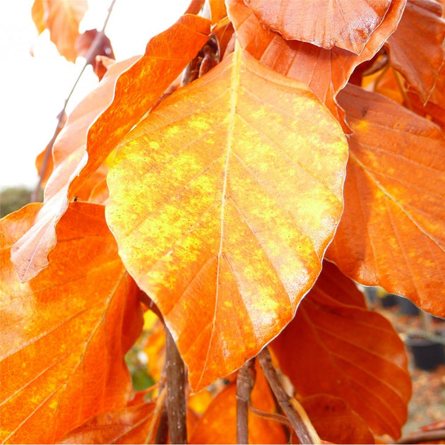 Fagus sylvatica 'Purpurea Pendula' tree