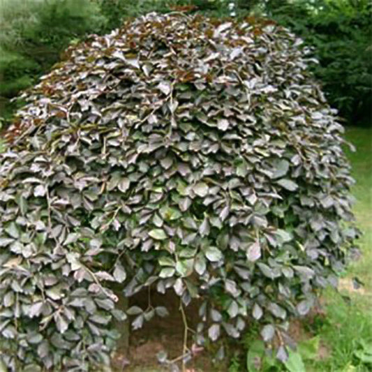 Fagus sylvatica 'Purpurea Pendula' tree