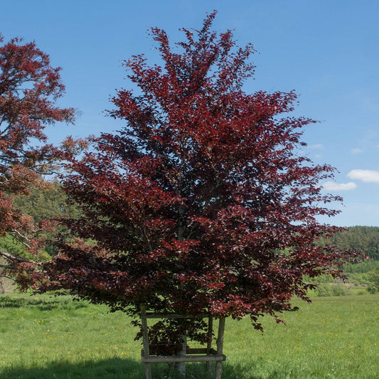 Fagus sylvatica purpurea Beech tree