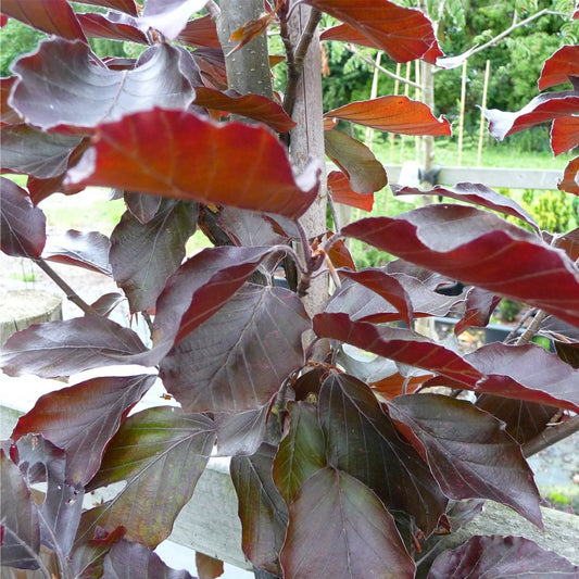 Fagus sylvatica 'Rivers Purple' tree