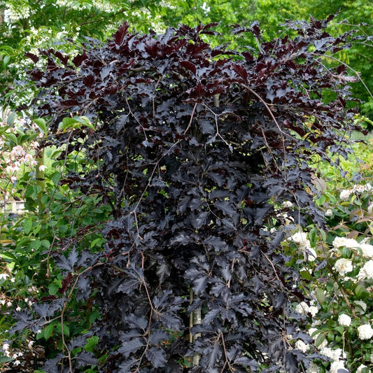 Fagus sylvatica 'Rohan Green Weeping Beech