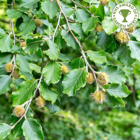 Fagus sylvatica leaves