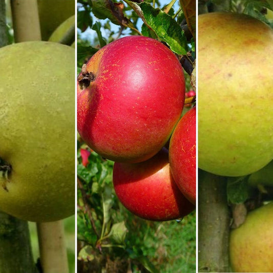 Family apple tree