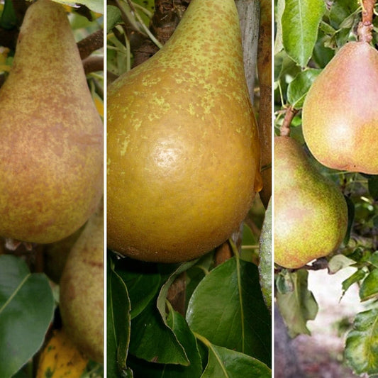 Multiple varieties pear tree