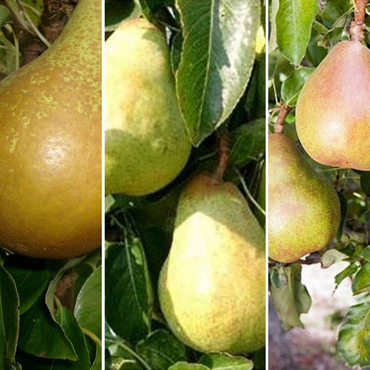 Family pear tree