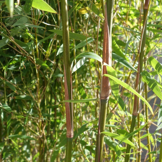 Fargesia Jiuzhaigou Red Bamboo