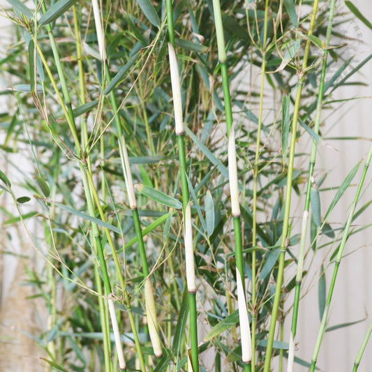 Fargesia robusta 'Campbell' bamboo