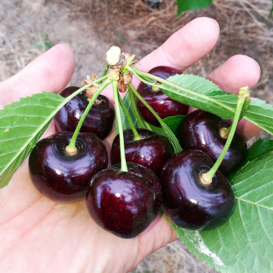 Felicita cherry tree