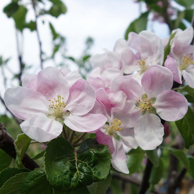 Fiesta Apple blossom