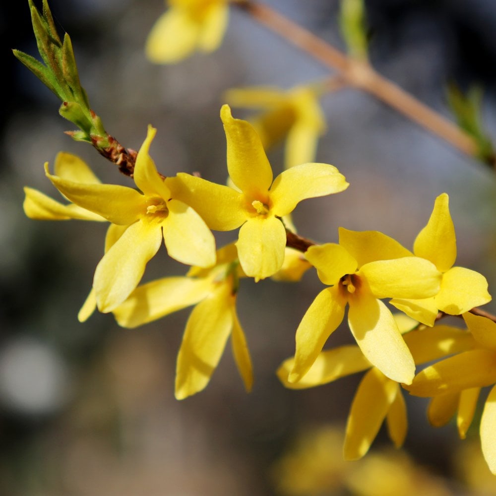 Forsythia intermedia 'Goldraush'