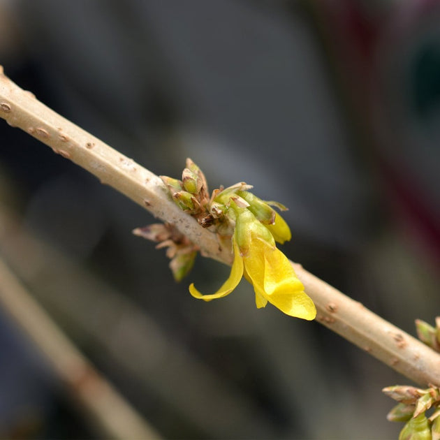 Forsythia intermedia Mikador