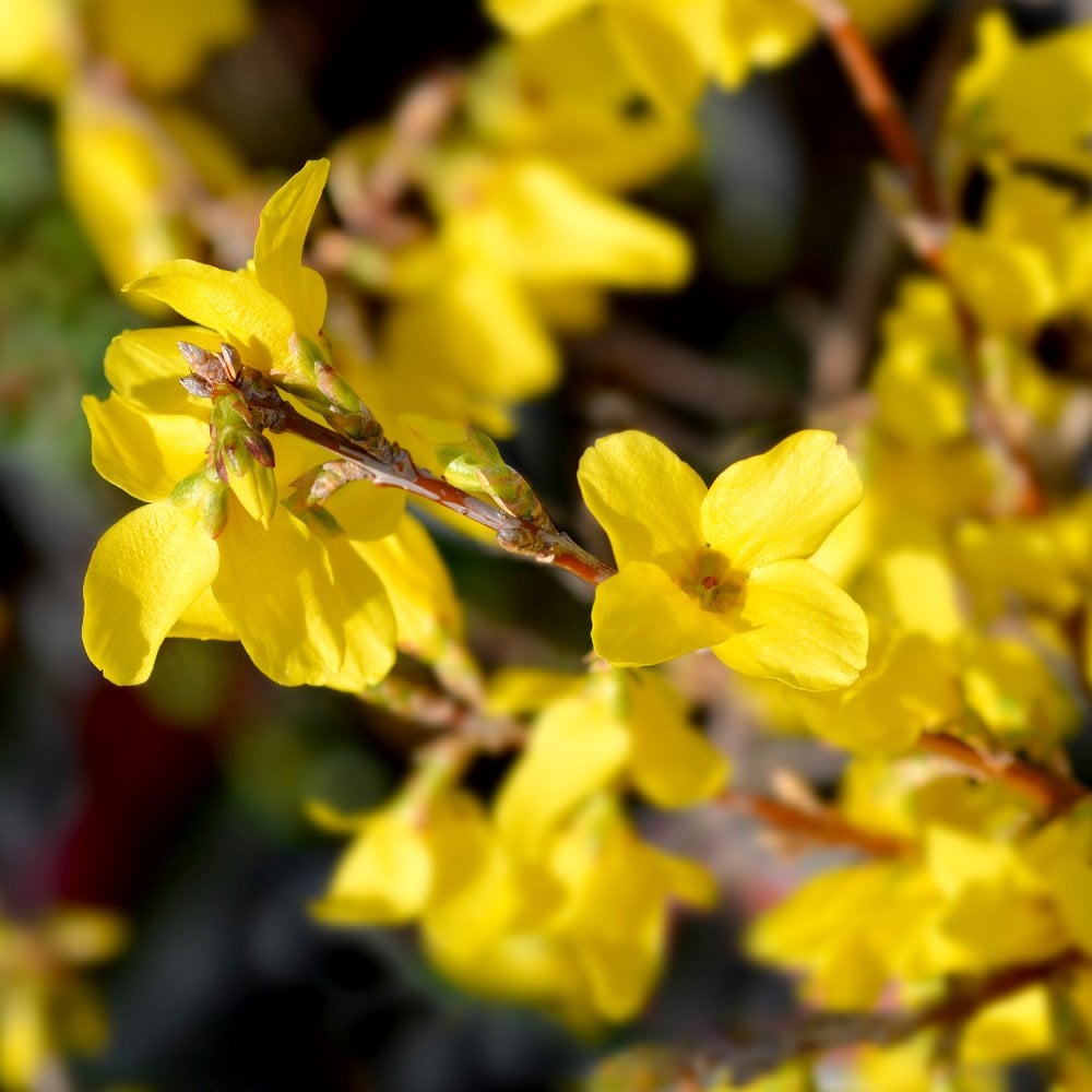 Forsythia intermedia Minigold