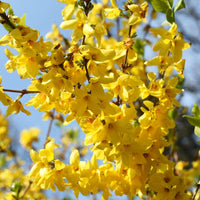 Forsythia × intermedia 'Spectabilis'