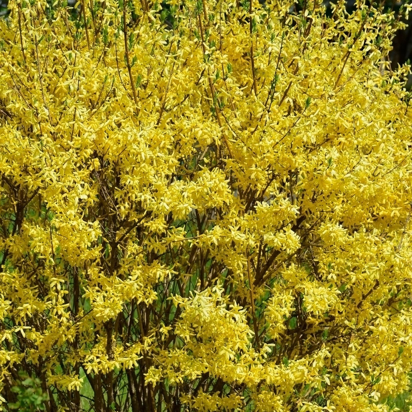 Forsythia intermedia Spectabilis