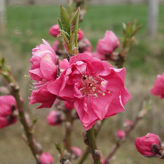 Garden Beauty Nectarine tree