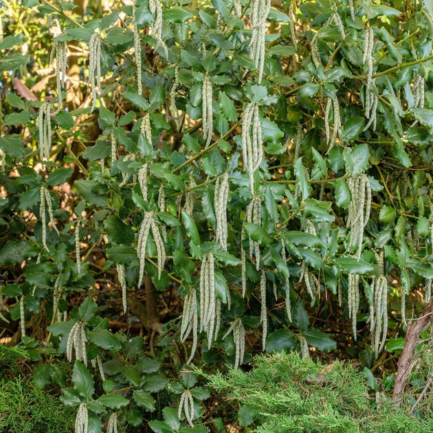 Garrya elliptica 'James Roof' bush in garden