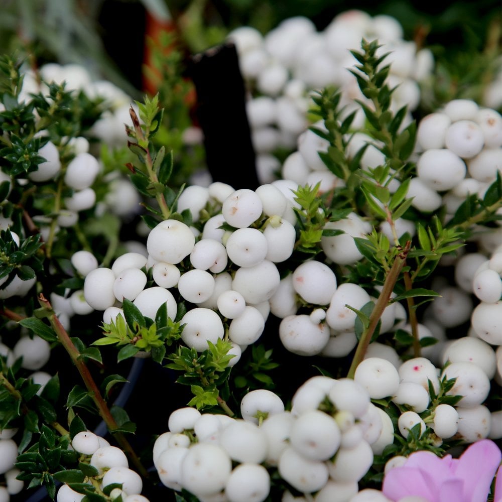 Gaultheria 'Snow White' bush