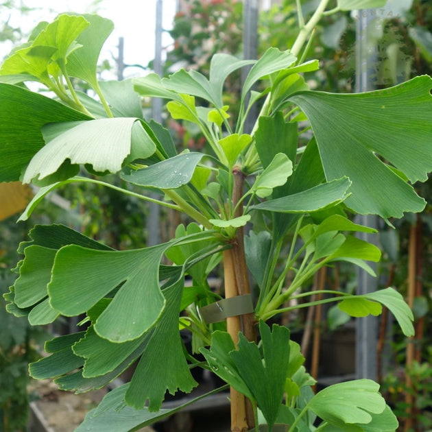 Ginkgo Biloba Fastigiata Blagon foliage