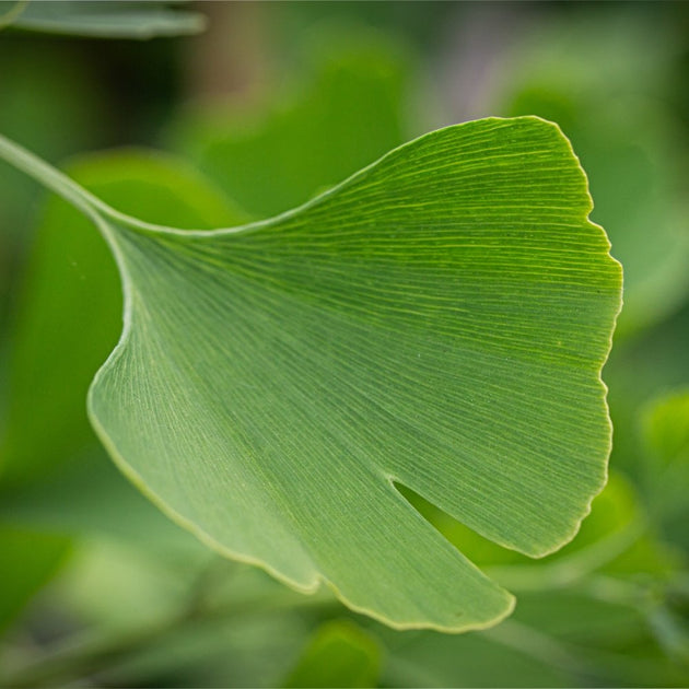 Ginkgo Biloba Fastigiata Blagon foliage