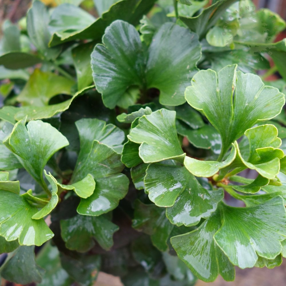 Ginkgo biloba 'Mariken Maidenhair tree